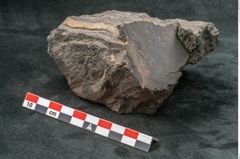 Foto (Seitenansicht) von Coniferae indet.  (NHMW-GEO-2024-0188-10319)